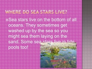 Where do sea stars live?Sea stars live on the bottom of all oceans. They sometimes get washed up by the sea so you might sea them laying on the sand. Some sea stars live in tide pools too!