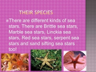          Their species There are different kinds of sea stars. There are Brittle sea stars, Marble sea stars, Linckia sea stars, Red sea stars, serpent sea stars and sand sifting sea stars too!