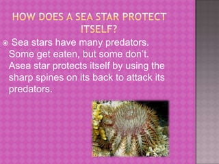 how does a sea star protect                                itself? Sea stars have many predators. Some get eaten, but some don’t. Asea star protects itself by using the sharp spines on its back to attack its predators.  