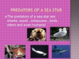      Predators of a sea starThe predators of a sea star are sharks, squid , octopuses , birds , otters and even humans!