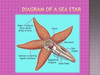        diagram of a sea star