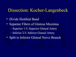 Dissection: Kocher-Langenbeck
• Divide Iliotibial Band
• Separate Fibers of Gluteus Maximus
– Superior 1/3: Superior Gluteal Artery
– Inferior 2/3: Inferior Gluteal Artery
• Split to Inferior Gluteal Nerve Branch
 