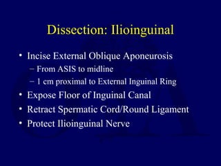 Dissection: Ilioinguinal
• Incise External Oblique Aponeurosis
– From ASIS to midline
– 1 cm proximal to External Inguinal Ring
• Expose Floor of Inguinal Canal
• Retract Spermatic Cord/Round Ligament
• Protect Ilioinguinal Nerve
 