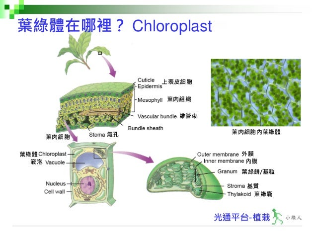 入門篇植栽第二十二講 光合作用之葉綠素 V1