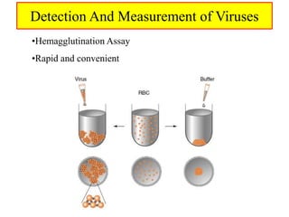 Detection And Measurement of Viruses
•Hemagglutination Assay
•Rapid and convenient
 