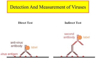 Detection And Measurement of Viruses
 