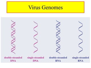 Virus Genomes
 