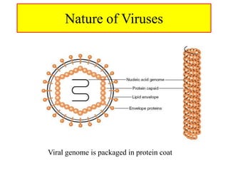 Virology 