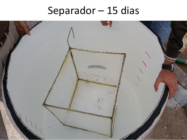 alimentadores aq1 v101 cultivo de camar 243 n sostenible por eleccion o necesidad alimentadores aq1 v101 cultivo de camar 243 n sostenible por eleccion o necesidad