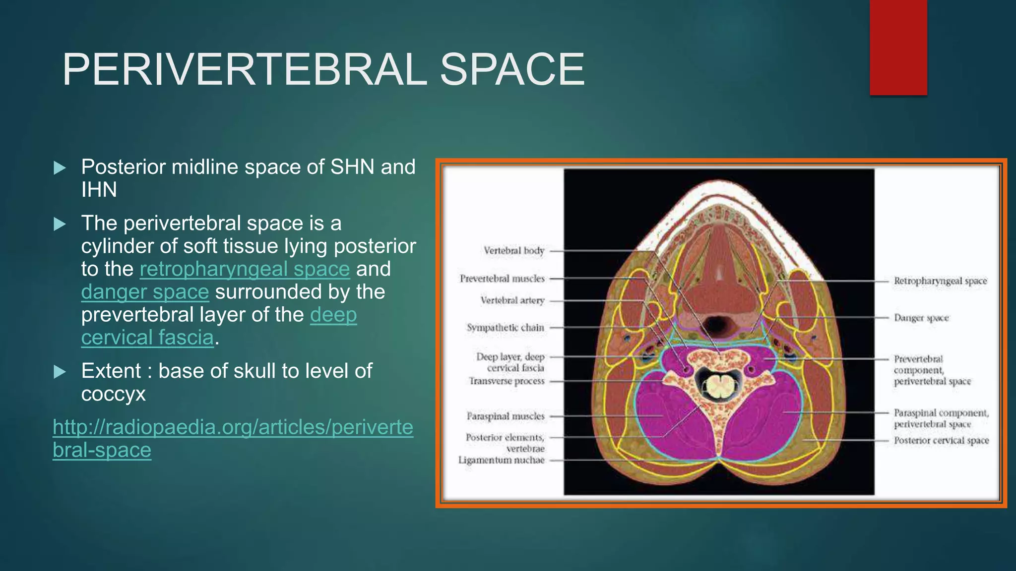 PERIVERTEBRAL SPACE
 Posterior midline space of SHN and
IHN
 The perivertebral space is a
cylinder of soft tissue lying posterior
to the retropharyngeal space and
danger space surrounded by the
prevertebral layer of the deep
cervical fascia.
 Extent : base of skull to level of
coccyx
http://radiopaedia.org/articles/periverte
bral-space
 