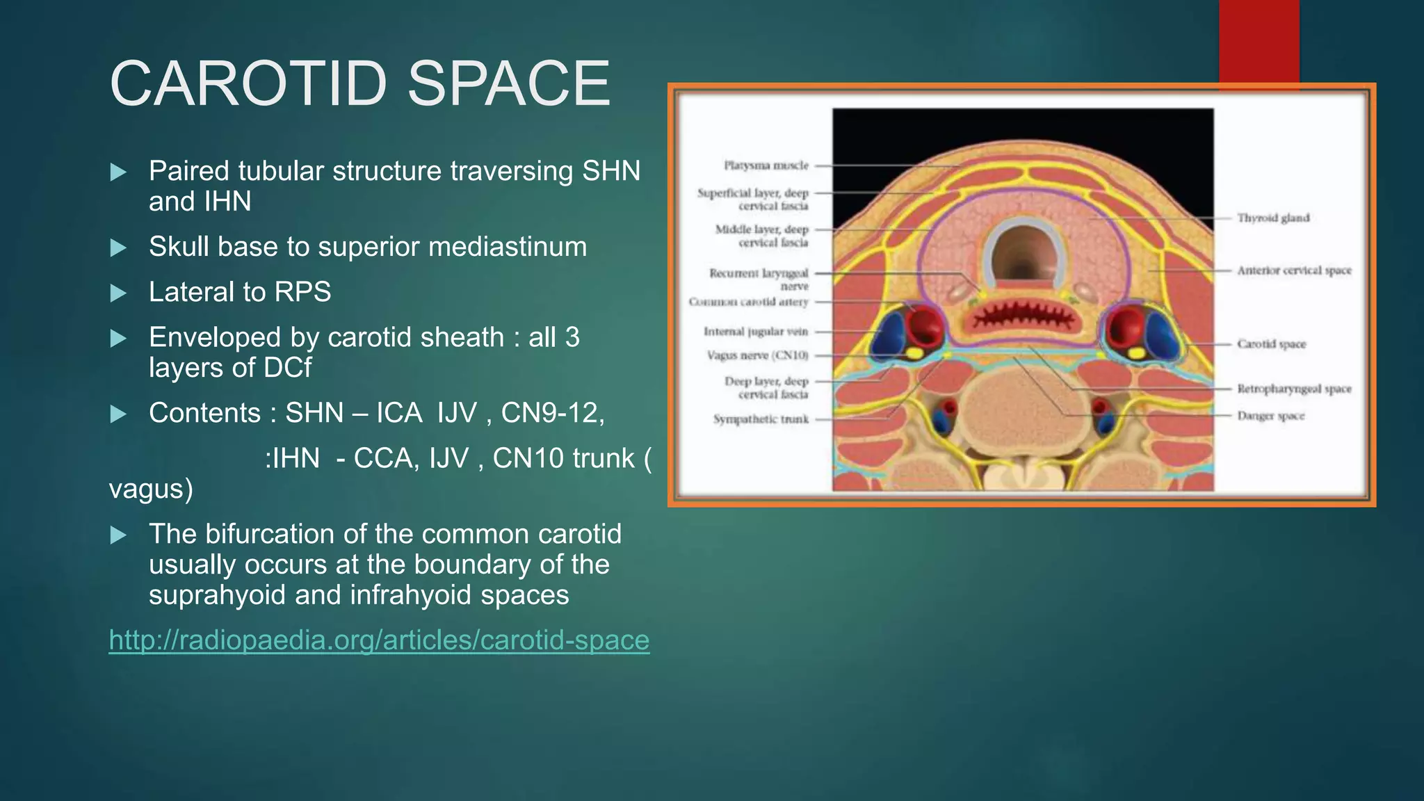 CAROTID SPACE
 Paired tubular structure traversing SHN
and IHN
 Skull base to superior mediastinum
 Lateral to RPS
 Enveloped by carotid sheath : all 3
layers of DCf
 Contents : SHN – ICA IJV , CN9-12,
:IHN - CCA, IJV , CN10 trunk (
vagus)
 The bifurcation of the common carotid
usually occurs at the boundary of the
suprahyoid and infrahyoid spaces
http://radiopaedia.org/articles/carotid-space
 