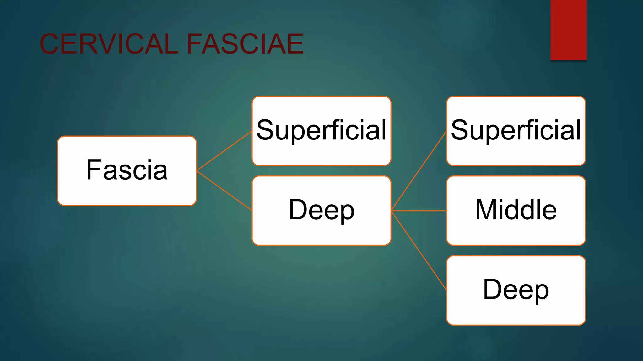 CERVICAL FASCIAE
Fascia
Superficial
Deep
Superficial
Middle
Deep
 