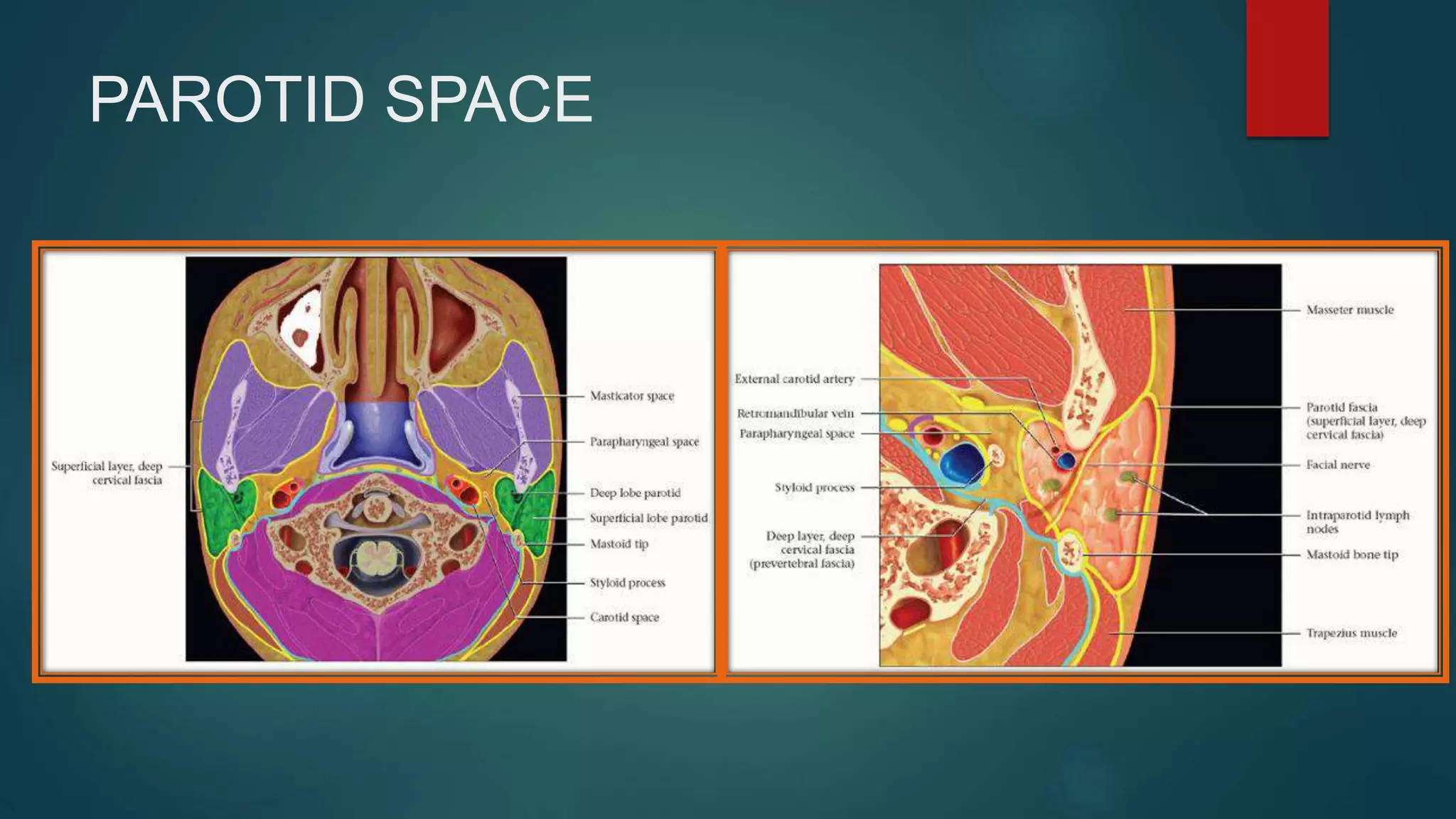 PAROTID SPACE
 