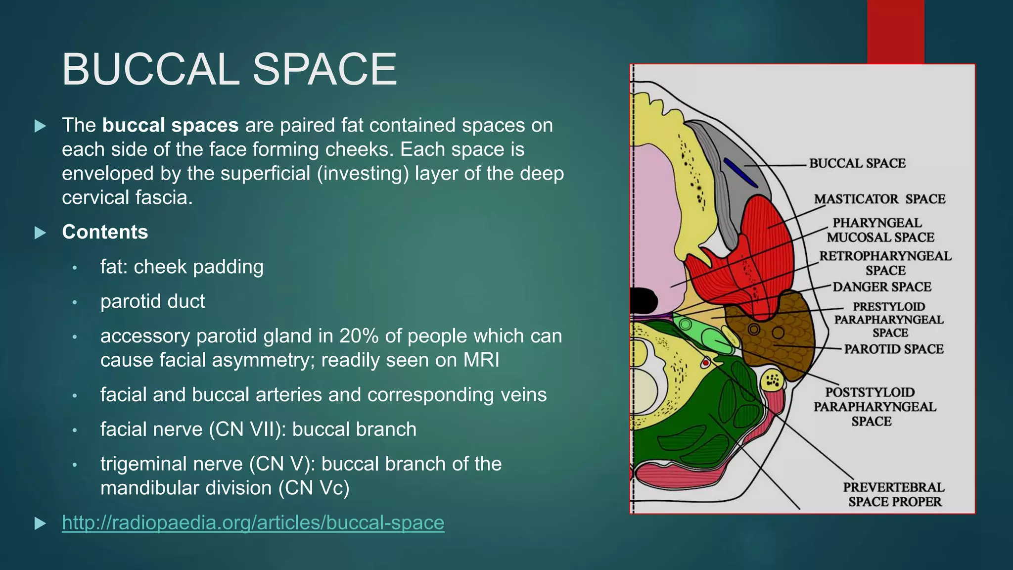 BUCCAL SPACE
 The buccal spaces are paired fat contained spaces on
each side of the face forming cheeks. Each space is
enveloped by the superficial (investing) layer of the deep
cervical fascia.
 Contents
• fat: cheek padding
• parotid duct
• accessory parotid gland in 20% of people which can
cause facial asymmetry; readily seen on MRI
• facial and buccal arteries and corresponding veins
• facial nerve (CN VII): buccal branch
• trigeminal nerve (CN V): buccal branch of the
mandibular division (CN Vc)
 http://radiopaedia.org/articles/buccal-space
 