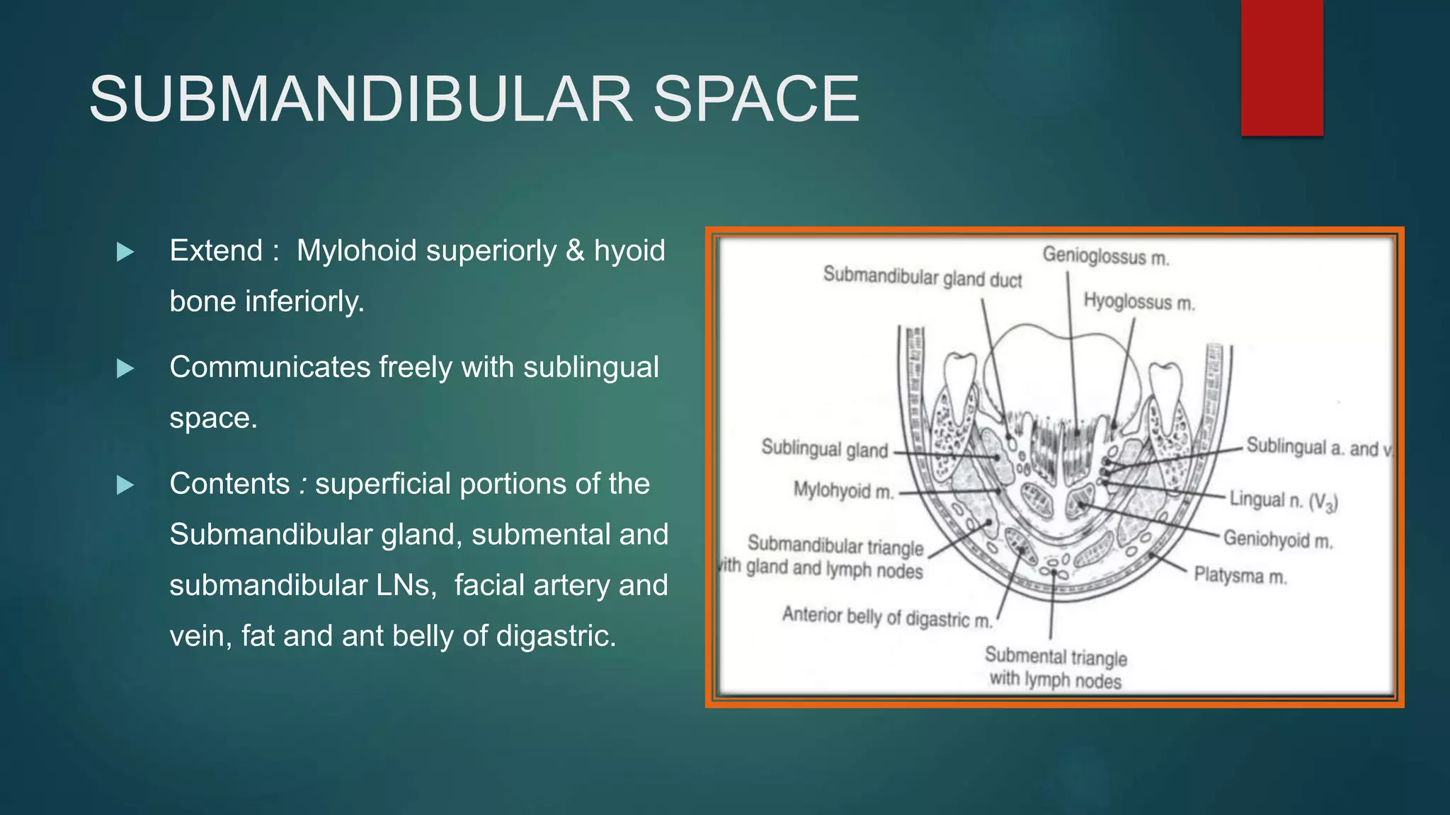 SUBMANDIBULAR SPACE
 Extend : Mylohoid superiorly & hyoid
bone inferiorly.
 Communicates freely with sublingual
space.
 Contents : superficial portions of the
Submandibular gland, submental and
submandibular LNs, facial artery and
vein, fat and ant belly of digastric.
 