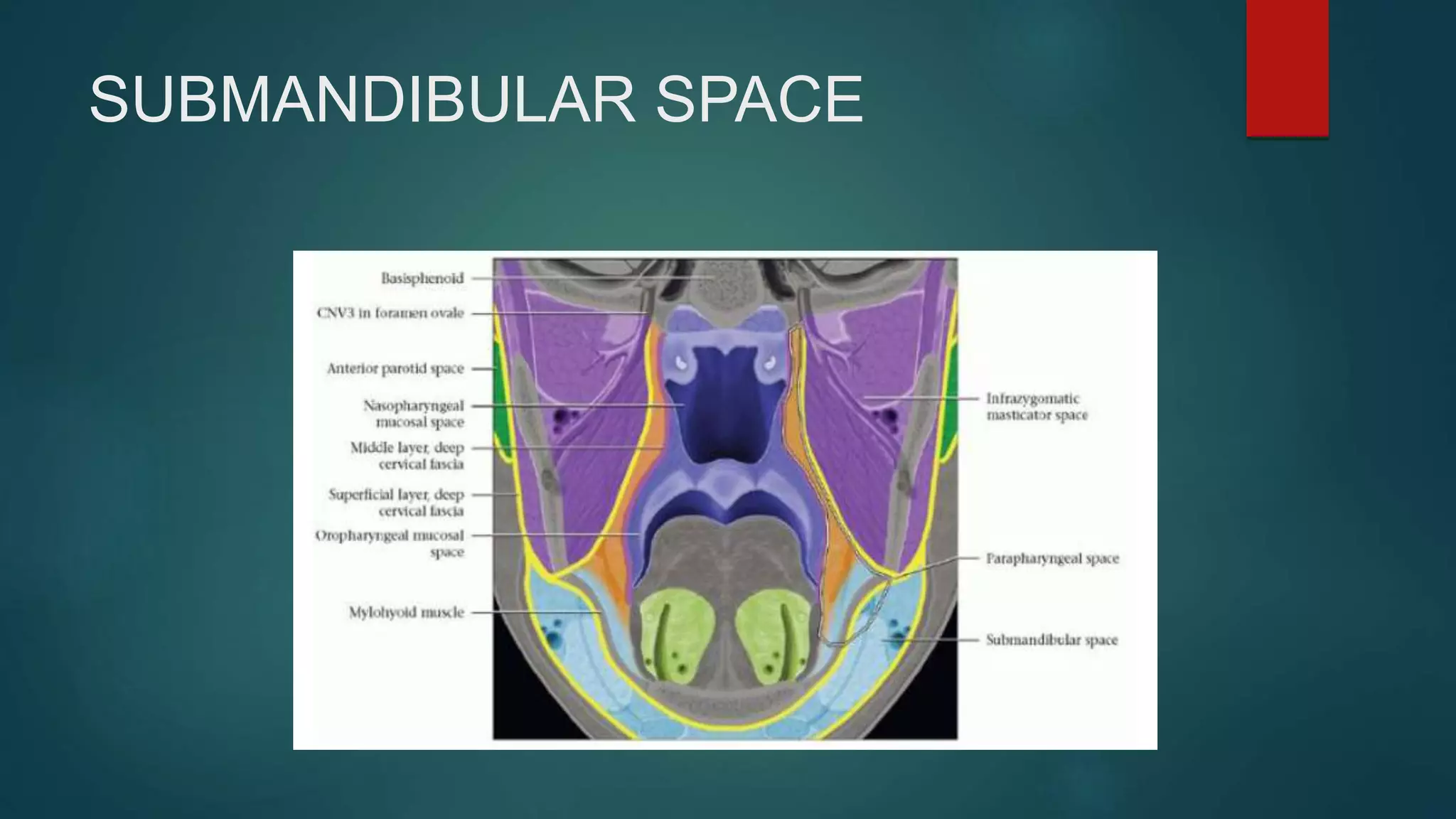 SUBMANDIBULAR SPACE
 
