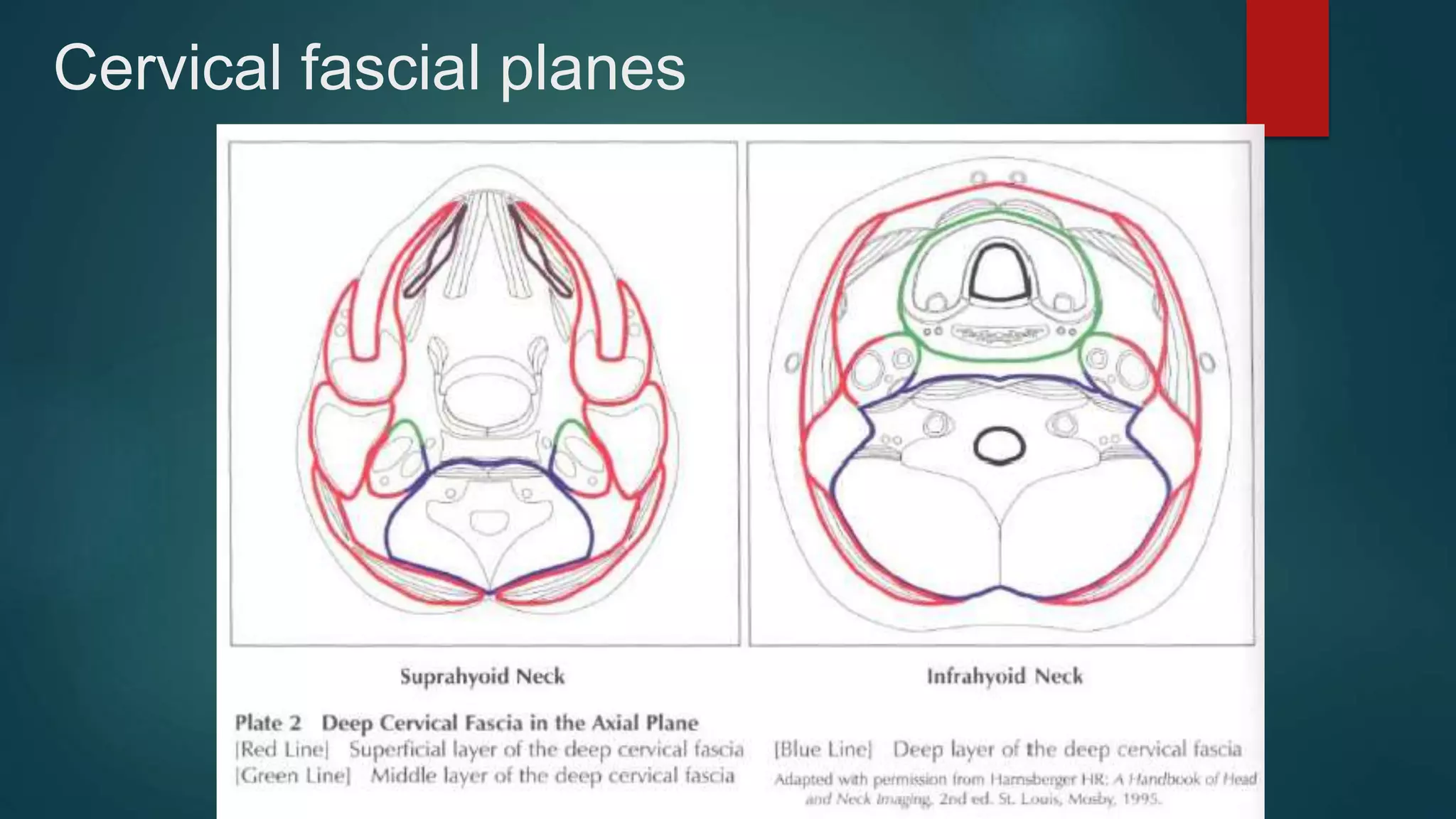 Cervical fascial planes
 
