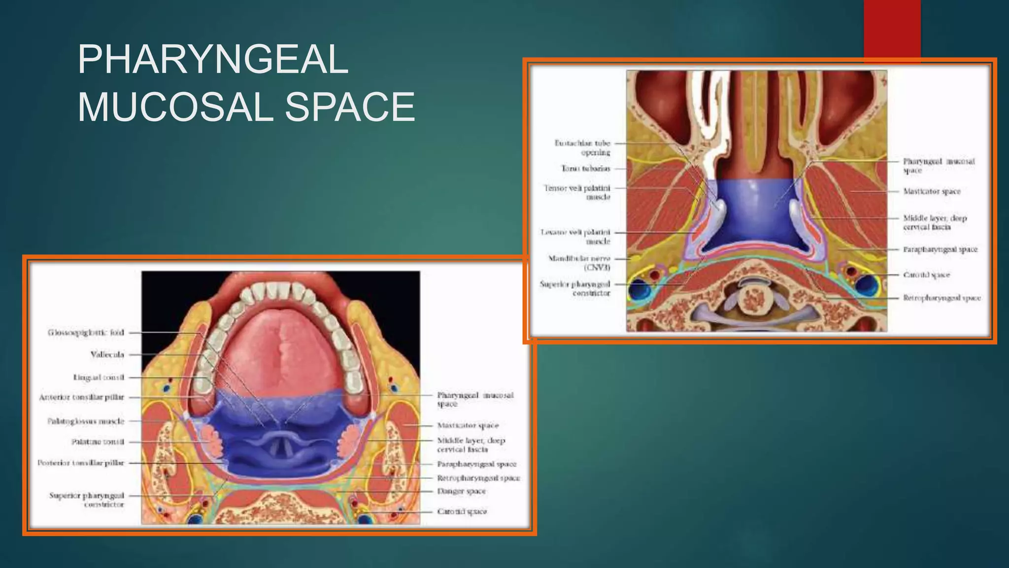 PHARYNGEAL
MUCOSAL SPACE
 