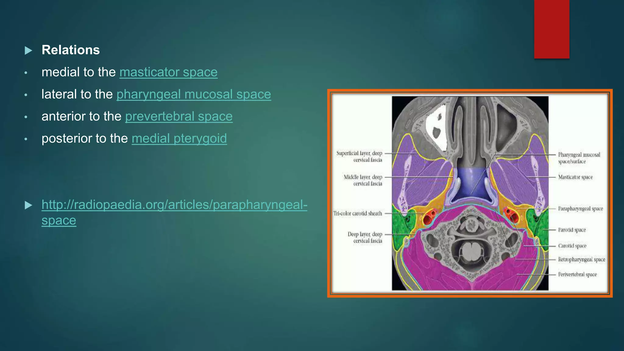  Relations
• medial to the masticator space
• lateral to the pharyngeal mucosal space
• anterior to the prevertebral space
• posterior to the medial pterygoid
 http://radiopaedia.org/articles/parapharyngeal-
space
 