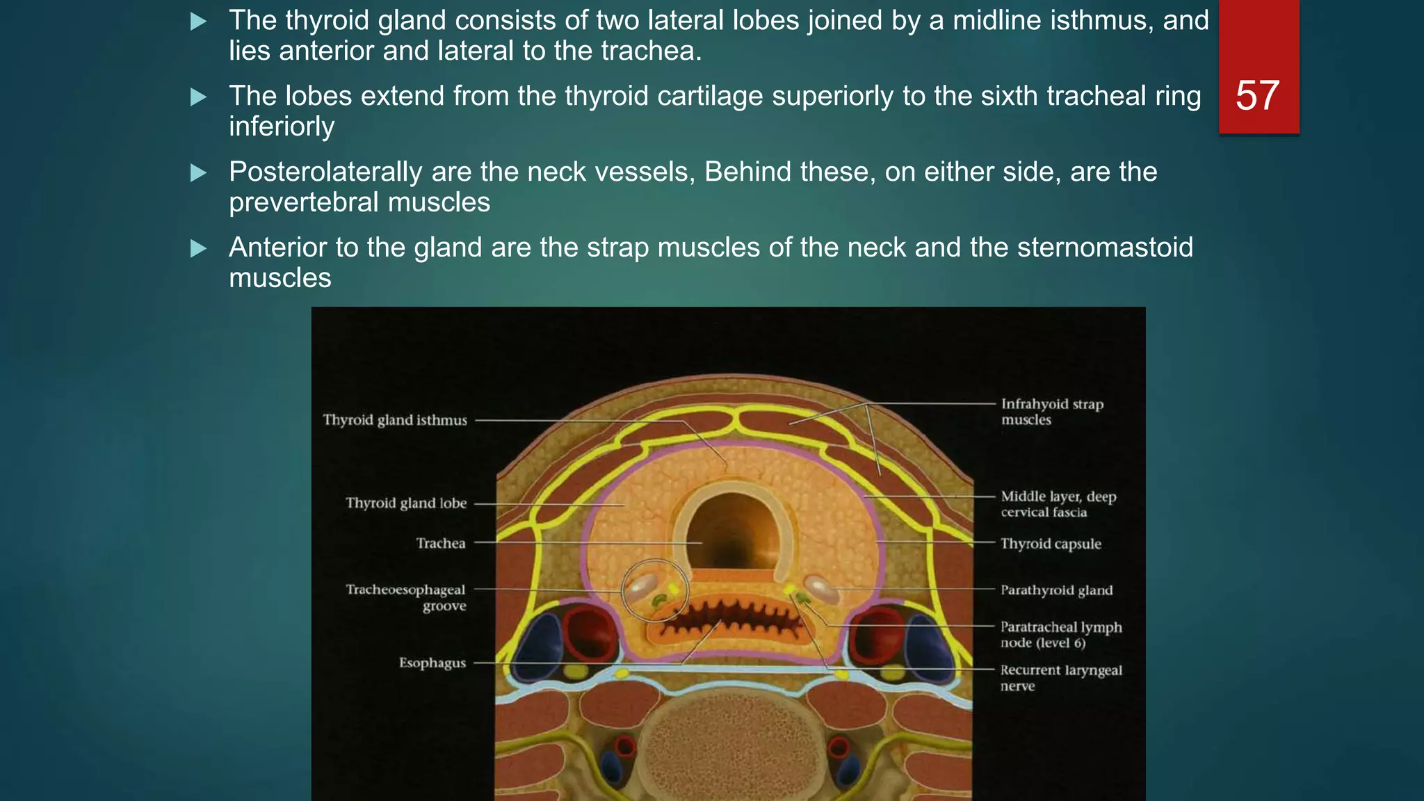  The thyroid gland consists of two lateral lobes joined by a midline isthmus, and
lies anterior and lateral to the trachea.
 The lobes extend from the thyroid cartilage superiorly to the sixth tracheal ring
inferiorly
 Posterolaterally are the neck vessels, Behind these, on either side, are the
prevertebral muscles
 Anterior to the gland are the strap muscles of the neck and the sternomastoid
muscles
57
 