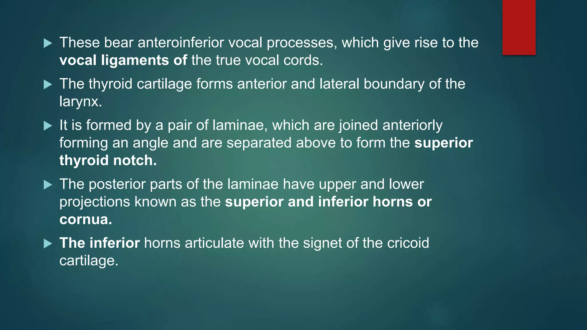  These bear anteroinferior vocal processes, which give rise to the
vocal ligaments of the true vocal cords.
 The thyroid cartilage forms anterior and lateral boundary of the
larynx.
 It is formed by a pair of laminae, which are joined anteriorly
forming an angle and are separated above to form the superior
thyroid notch.
 The posterior parts of the laminae have upper and lower
projections known as the superior and inferior horns or
cornua.
 The inferior horns articulate with the signet of the cricoid
cartilage.
 