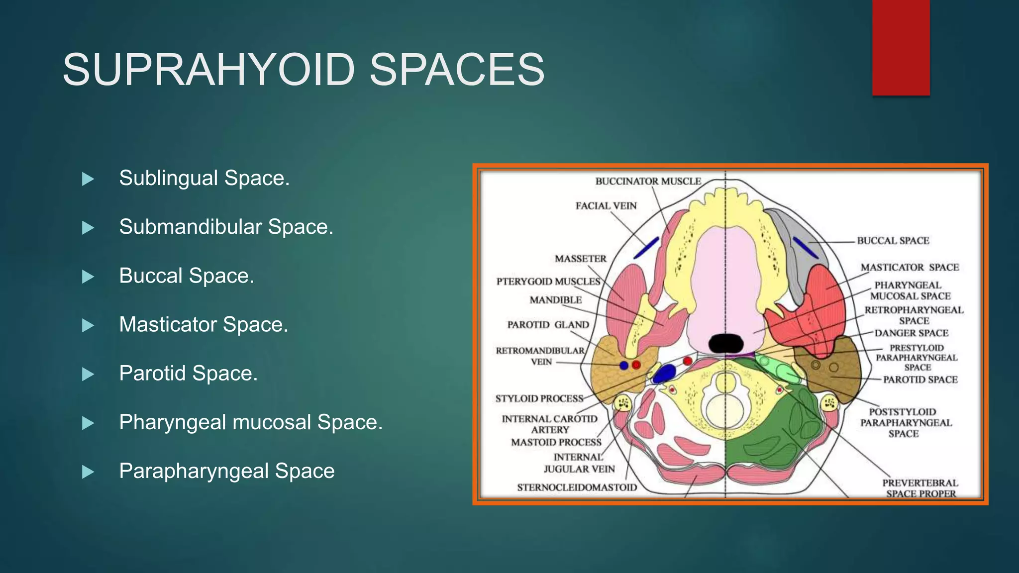 SUPRAHYOID SPACES
 Sublingual Space.
 Submandibular Space.
 Buccal Space.
 Masticator Space.
 Parotid Space.
 Pharyngeal mucosal Space.
 Parapharyngeal Space
 