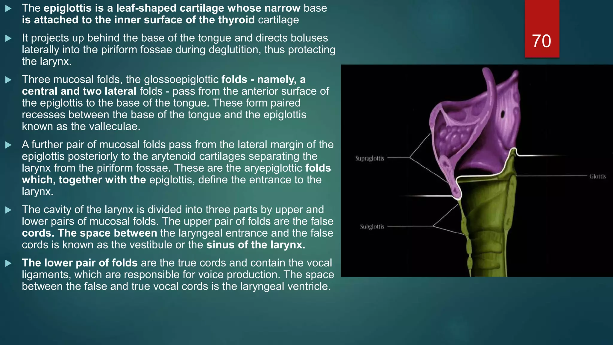  The epiglottis is a leaf-shaped cartilage whose narrow base
is attached to the inner surface of the thyroid cartilage
 It projects up behind the base of the tongue and directs boluses
laterally into the piriform fossae during deglutition, thus protecting
the larynx.
 Three mucosal folds, the glossoepiglottic folds - namely, a
central and two lateral folds - pass from the anterior surface of
the epiglottis to the base of the tongue. These form paired
recesses between the base of the tongue and the epiglottis
known as the valleculae.
 A further pair of mucosal folds pass from the lateral margin of the
epiglottis posteriorly to the arytenoid cartilages separating the
larynx from the piriform fossae. These are the aryepiglottic folds
which, together with the epiglottis, define the entrance to the
larynx.
 The cavity of the larynx is divided into three parts by upper and
lower pairs of mucosal folds. The upper pair of folds are the false
cords. The space between the laryngeal entrance and the false
cords is known as the vestibule or the sinus of the larynx.
 The lower pair of folds are the true cords and contain the vocal
ligaments, which are responsible for voice production. The space
between the false and true vocal cords is the laryngeal ventricle.
70
 