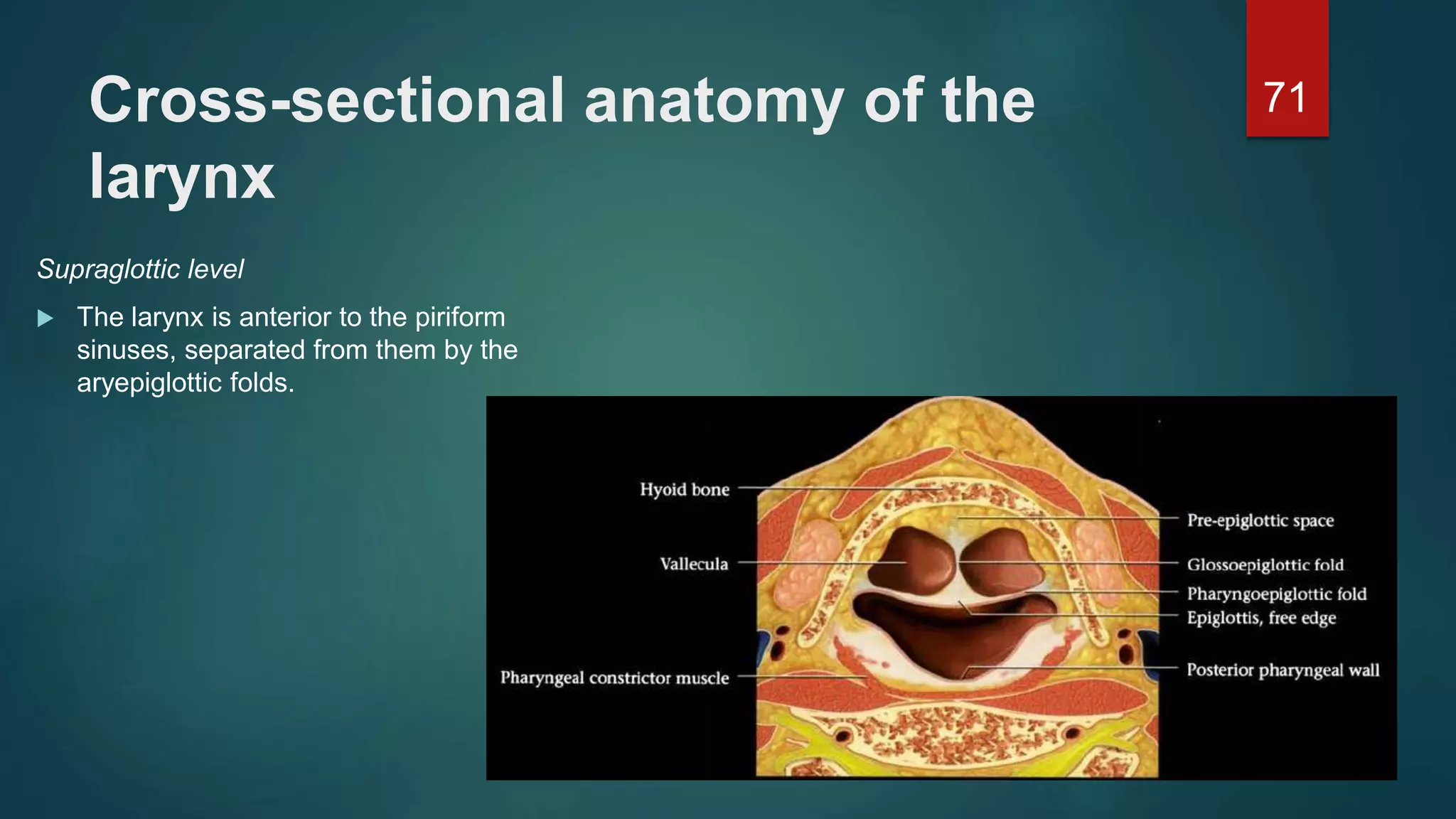 Cross-sectional anatomy of the
larynx
Supraglottic level
 The larynx is anterior to the piriform
sinuses, separated from them by the
aryepiglottic folds.
71
 