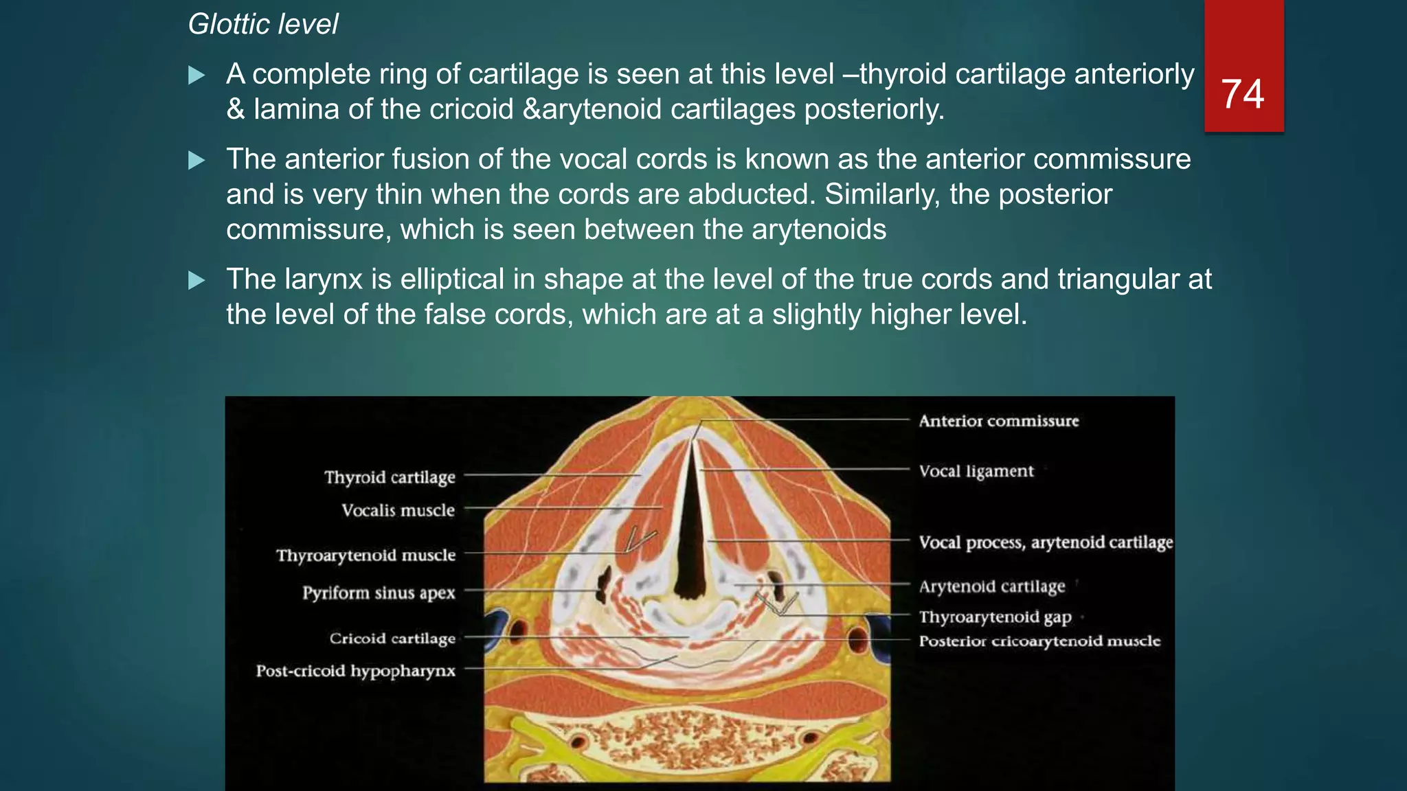 Glottic level
 A complete ring of cartilage is seen at this level –thyroid cartilage anteriorly
& lamina of the cricoid &arytenoid cartilages posteriorly.
 The anterior fusion of the vocal cords is known as the anterior commissure
and is very thin when the cords are abducted. Similarly, the posterior
commissure, which is seen between the arytenoids
 The larynx is elliptical in shape at the level of the true cords and triangular at
the level of the false cords, which are at a slightly higher level.
74
 