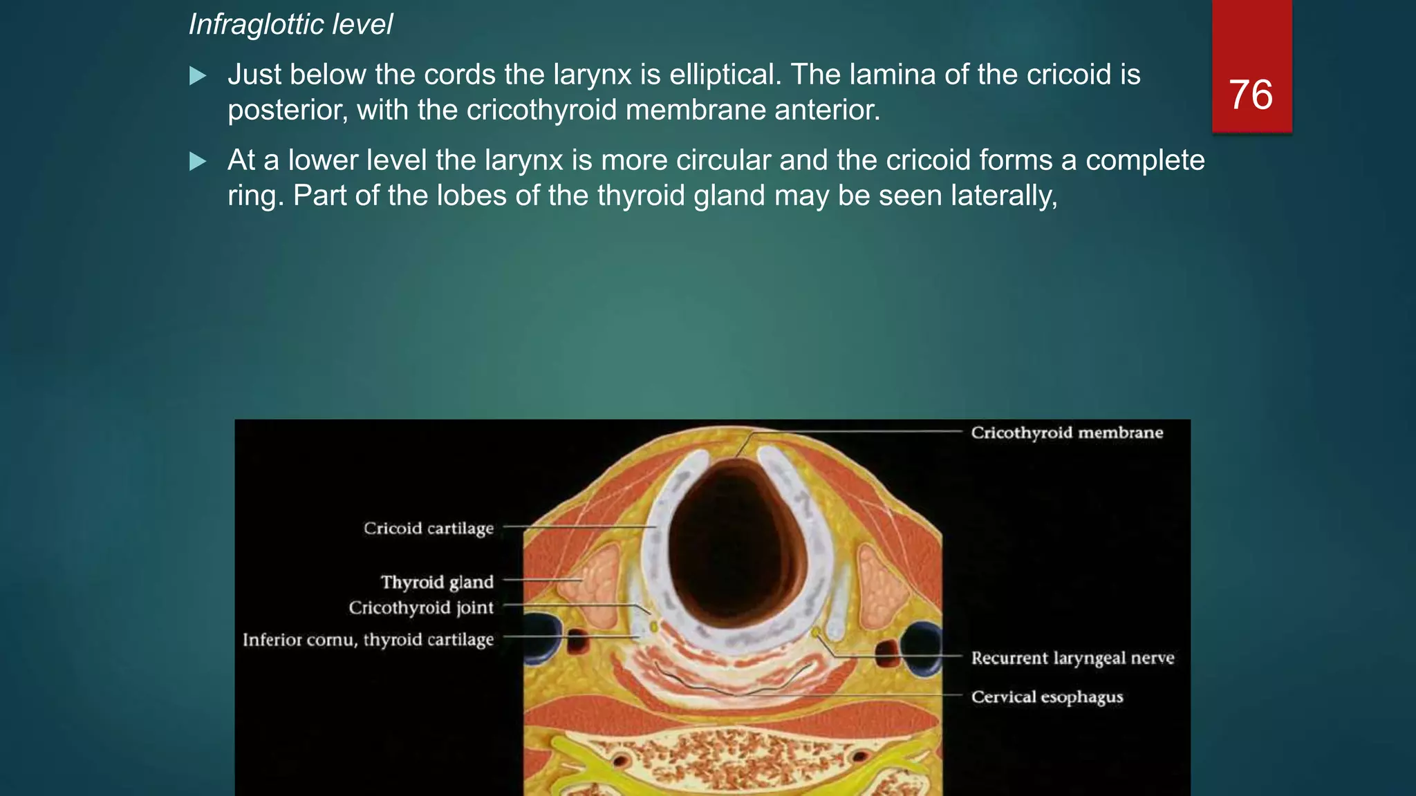 Infraglottic level
 Just below the cords the larynx is elliptical. The lamina of the cricoid is
posterior, with the cricothyroid membrane anterior.
 At a lower level the larynx is more circular and the cricoid forms a complete
ring. Part of the lobes of the thyroid gland may be seen laterally,
76
 