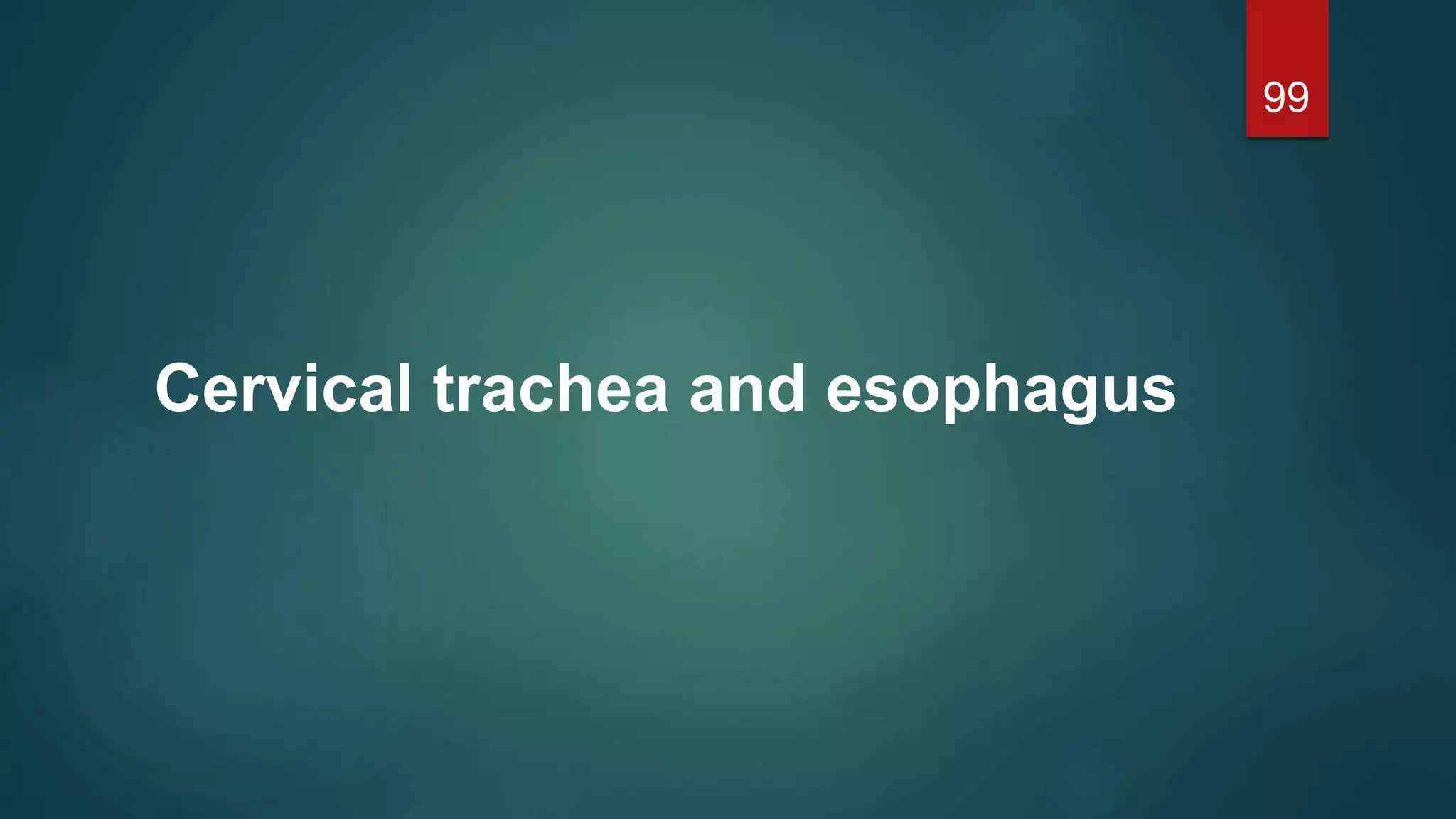 Cervical trachea and esophagus
99
 