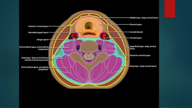 Anatomy of neck spaces