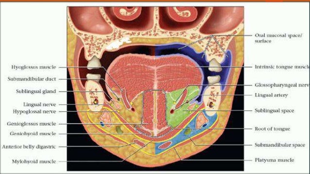 Anatomy of neck spaces