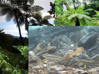 台灣杉 筆筒樹 筆筒樹 櫻花鉤吻鮭 