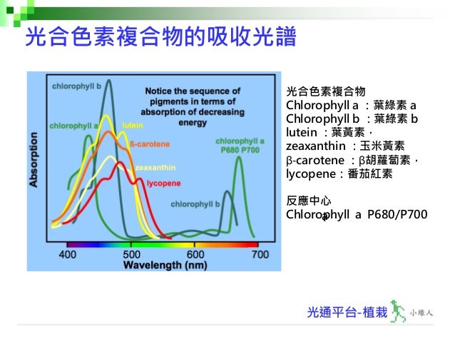 入門篇植栽第二十三講 光合作用之原理 V2 入門篇植栽第二十三講 光合作用之原理 V2
