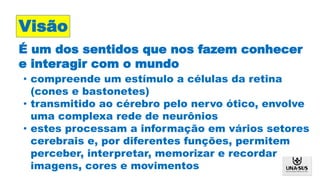 Visão
É um dos sentidos que nos fazem conhecer
e interagir com o mundo
• compreende um estímulo a células da retina
(cones e bastonetes)
• transmitido ao cérebro pelo nervo ótico, envolve
uma complexa rede de neurônios
• estes processam a informação em vários setores
cerebrais e, por diferentes funções, permitem
perceber, interpretar, memorizar e recordar
imagens, cores e movimentos
 