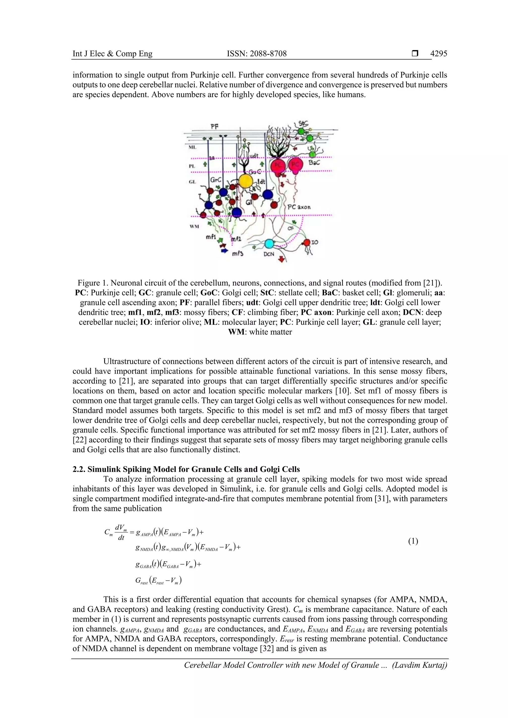 Int J Elec & Comp Eng ISSN: 2088-8708 
Cerebellar Model Controller with new Model of Granule ... (Lavdim Kurtaj)
4295
information to single output from Purkinje cell. Further convergence from several hundreds of Purkinje cells
outputs to one deep cerebellar nuclei. Relative number of divergence and convergence is preserved but numbers
are species dependent. Above numbers are for highly developed species, like humans.
Figure 1. Neuronal circuit of the cerebellum, neurons, connections, and signal routes (modified from [21]).
PC: Purkinje cell; GC: granule cell; GoC: Golgi cell; StC: stellate cell; BaC: basket cell; Gl: glomeruli; aa:
granule cell ascending axon; PF: parallel fibers; udt: Golgi cell upper dendritic tree; ldt: Golgi cell lower
dendritic tree; mf1, mf2, mf3: mossy fibers; CF: climbing fiber; PC axon: Purkinje cell axon; DCN: deep
cerebellar nuclei; IO: inferior olive; ML: molecular layer; PC: Purkinje cell layer; GL: granule cell layer;
WM: white matter
Ultrastructure of connections between different actors of the circuit is part of intensive research, and
could have important implications for possible attainable functional variations. In this sense mossy fibers,
according to [21], are separated into groups that can target differentially specific structures and/or specific
locations on them, based on actor and location specific molecular markers [10]. Set mf1 of mossy fibers is
common one that target granule cells. They can target Golgi cells as well without consequences for new model.
Standard model assumes both targets. Specific to this model is set mf2 and mf3 of mossy fibers that target
lower dendrite tree of Golgi cells and deep cerebellar nuclei, respectively, but not the corresponding group of
granule cells. Specific functional importance was attributed for set mf2 mossy fibers in [21]. Later, authors of
[22] according to their findings suggest that separate sets of mossy fibers may target neighboring granule cells
and Golgi cells that are also functionally distinct.
2.2. Simulink Spiking Model for Granule Cells and Golgi Cells
To analyze information processing at granule cell layer, spiking models for two most wide spread
inhabitants of this layer was developed in Simulink, i.e. for granule cells and Golgi cells. Adopted model is
single compartment modified integrate-and-fire that computes membrane potential from [31], with parameters
from the same publication
  
    
  
 mrestrest
mGABAGABA
mNMDAmNMDANMDA
mAMPAAMPA
m
m
VEG
VEtg
VEVgtg
VEtg
dt
dV
C




,
(1)
This is a first order differential equation that accounts for chemical synapses (for AMPA, NMDA,
and GABA receptors) and leaking (resting conductivity Grest). Cm is membrane capacitance. Nature of each
member in (1) is current and represents postsynaptic currents caused from ions passing through corresponding
ion channels. gAMPA, gNMDA and gGABA are conductances, and EAMPA, ENMDA and EGABA are reversing potentials
for AMPA, NMDA and GABA receptors, correspondingly. Eresr is resting membrane potential. Conductance
of NMDA channel is dependent on membrane voltage [32] and is given as
 