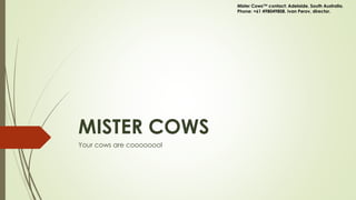 MISTER COWS
Your cows are coooooool
Mister Cows™ contact: Adelaide, South Australia.
Phone: +61 498049808. Ivan Perov, director.
 