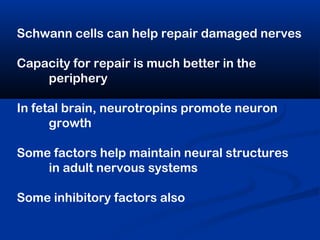 Schwann cells can help repair damaged nerves
Capacity for repair is much better in the
periphery
In fetal brain, neurotropins promote neuron
growth
Some factors help maintain neural structures
in adult nervous systems
Some inhibitory factors also
 