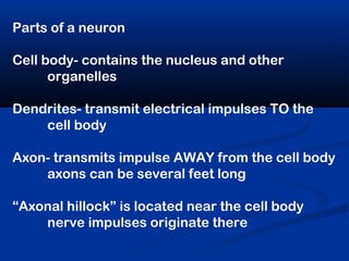 Parts of a neuron
Cell body- contains the nucleus and other
organelles
Dendrites- transmit electrical impulses TO the
cell body
Axon- transmits impulse AWAY from the cell body
axons can be several feet long
“Axonal hillock” is located near the cell body
nerve impulses originate there
 