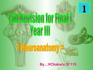 Lab Revision for Final I Year III By…VChakarn Si’115 = Neuroanatomy = 1 