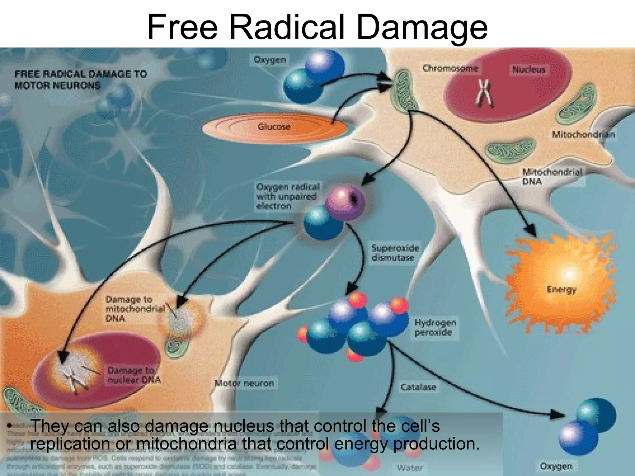 Free Radical Damage




•   They can also damage nucleus that control the cell’s
    replication or mitochondria that control energy production.
 