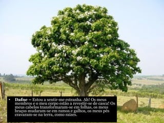 Dafne –  Estou a sentir-me estranha. Ah! Os meus membros e o meu corpo estão a revestir-se de casca! Os meus cabelos transformaram-se em folhas, os meus braços mudaram-se em ramos e galhos, os meus pés cravaram-se na terra, como raízes. 