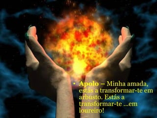 Apolo –  Minha amada, estás a transformar-te em arbusto. Estás a transformar-te ...em loureiro! 