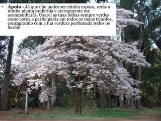 Apolo -  Já que não podes ser minha esposa, serás a minha planta preferida e eternamente me acompanharás. Usarei as tuas folhas sempre verdes como coroa e participarás em todos os meus triunfos, consagrando com a tua verdura perfumada todos os heróis  