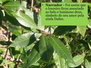 Narrador -  Foi assim que o loureiro ficou associado ao belo e luminoso deus, símbolo do seu amor pela ninfa Dafne.  