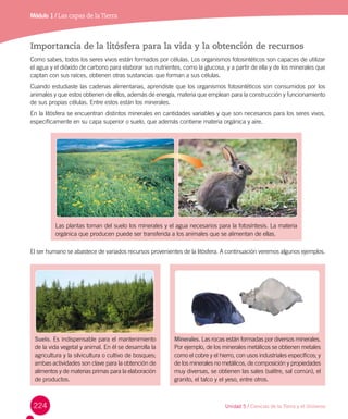 224
Módulo 1 / Las capas de laTierra
Importancia de la litósfera para la vida y la obtención de recursos
Como sabes, todos los seres vivos están formados por células. Los organismos fotosintéticos son capaces de utilizar
el agua y el dióxido de carbono para elaborar sus nutrientes, como la glucosa, y a partir de ella y de los minerales que
captan con sus raíces, obtienen otras sustancias que forman a sus células.
Cuando estudiaste las cadenas alimentarias, aprendiste que los organismos fotosintéticos son consumidos por los
animales y que estos obtienen de ellos, además de energía, materia que emplean para la construcción y funcionamiento
de sus propias células. Entre estos están los minerales.
En la litósfera se encuentran distintos minerales en cantidades variables y que son necesarios para los seres vivos,
específicamente en su capa superior o suelo, que además contiene materia orgánica y aire.
El ser humano se abastece de variados recursos provenientes de la litósfera. A continuación veremos algunos ejemplos.
Suelo. Es indispensable para el mantenimiento
de la vida vegetal y animal. En él se desarrolla la
agricultura y la silvicultura o cultivo de bosques;
ambas actividades son clave para la obtención de
alimentos y de materias primas para la elaboración
de productos.
Minerales. Las rocas están formadas por diversos minerales.
Por ejemplo, de los minerales metálicos se obtienen metales
como el cobre y el hierro, con usos industriales específicos; y
de los minerales no metálicos, de composición y propiedades
muy diversas, se obtienen las sales (salitre, sal común), el
granito, el talco y el yeso, entre otros.
Las plantas toman del suelo los minerales y el agua necesarios para la fotosíntesis. La materia
orgánica que producen puede ser transferida a los animales que se alimentan de ellas.
Unidad 5 / Ciencias de la Tierra y el Universo
 