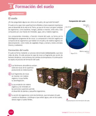 1
2
3
4
Representación de la formación del suelo.
242
Módulo
Formación del suelo3
Lee y comenta
El suelo
¿Te has preguntado alguna vez cómo es el suelo y de qué está formado?
El suelo es la capa más superficial de la litósfera y tiene especial importancia
para el desarrollo de la vida en la Tierra, ya que en él crece una gran cantidad
de organismos, como bacterias, hongos, plantas e insectos, entre otros. Está
compuesto por una mezcla de minerales, agua, aire y materia orgánica.
Los componentes minerales, o fracción mineral del suelo, se forma por la
desintegración progresiva de las rocas. La composición o fracción orgánica se
compone de los organismos que habitan en el suelo y de materia orgánica en
descomposición, como restos de vegetales (hojas y ramas) y restos animales
(heces y cadáveres).
Formación del suelo
El suelo se forma mediante un proceso denominado meteorización, que dura
miles de años. En este proceso la capa de rocas se fragmenta por acción de
factores climáticos, como la lluvia y los cambios de temperatura. A continuación
se explica el proceso de formación del suelo.
Composición del suelo
Materia orgánica
5 %Agua 25 %
Minerales
45 %Aire 25 %
Unidad 5 / Ciencias de la Tierra y el Universo
1	 Los fenómenos atmosféricos actúan
sobre las rocas de la superficie
produciendo la meteorización.
2	 Los fragmentos de rocas
se mezclan con materia
orgánica, lo que facilita
su desintegración.
3	 La acumulación de materia
orgánica y de minerales en
las porciones superiores permite
el desarrollo de plantas y pequeños organismos.
4	 La acción de organismos como las lombrices, que remueven el suelo
cuando se desplazan, contribuye a que entren agua y aire en los suelos,
dando origen a suelos fértiles.
 