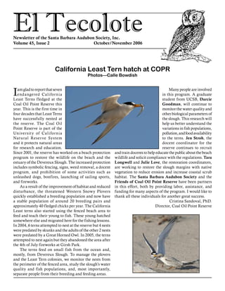 El TecoloteNewsletter of the Santa Barbara Audubon Society, Inc.
Volume 45, Issue 2				 October/November 2006
Iamgladtoreportthatseven
endangered California
Least Terns fledged at the
Coal Oil Point Reserve this
year. This is the first time in
four decades that Least Terns
have successfully nested at
the reserve. The Coal Oil
Point Reserve is part of the
University of California
Natural Reserve System
and it protects natural areas
for research and education.
Since 2001, the reserve has worked on a beach protection
program to restore the wildlife on the beach and the
estuary of the Devereux Slough. The increased protection
includes symbolic fencing, signs, weed removal, a docent
program, and prohibition of some activities such as
unleashed dogs, bonfires, launching of sailing sports,
and fireworks.
As a result of the improvement of habitat and reduced
disturbance, the threatened Western Snowy Plovers
quickly established a breeding population and now have
a stable population of around 20 breeding pairs and
approximately 40 fledged chicks per year. The California
Least terns also started using the fenced beach area to
feed and teach their young to fish. These young hatched
somewhere else and migrated here for the fishing lessons.
In 2004, 6 terns attempted to nest at the reserve but 4 nests
were predated by skunks and the adults of the other 2 nests
were predated by a Great Horned Owl. In 2005, the terns
attempted to nest again but they abandoned the area after
the 4th of July fireworks at Girsh Park.
The terns feed on small fish from the ocean and,
mostly, from Devereux Slough. To manage the plovers
and the Least Tern colonies, we monitor the nests from
the perimeter of the fenced area, study the slough’s water
quality and fish populations, and, most importantly,
separate people from their breeding and feeding areas.
Many people are involved
in this program. A graduate
student from UCSB, Darcie
Goodman, will continue to
monitor the water quality and
other biological parameters of
the slough. This research will
help us better understand the
variations in fish populations,
pollution,andfoodavailability
to the terns. Jen Stroh, the
docent coordinator for the
reserve continues to recruit
and train docents to help educate the public about the beach
wildlife and solicit compliance with the regulations. Tara
Longwell and Julie Love, the restoration coordinators,
are working to restore the slough margins with native
vegetation to reduce erosion and increase coastal scrub
habitat. The Santa Barbara Audubon Society and the
Friends of Coal Oil Point Reserve have been partners
in this effort, both by providing labor, assistance, and
funding for many aspects of the program. I would like to
thank all these individuals for another great success.
Cristina Sandoval, PhD.
Director, Coal Oil Point Reserve
California Least Tern hatch at COPR
Photos—Calle Bowdish
 