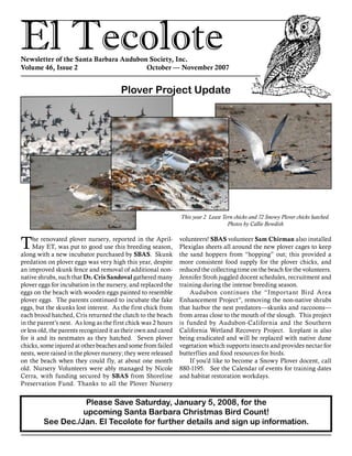 El TecoloteNewsletter of the Santa Barbara Audubon Society, Inc.
Volume 46, Issue 2				 October — November 2007
Please Save Saturday, January 5, 2008, for the
upcoming Santa Barbara Christmas Bird Count!
See Dec./Jan. El Tecolote for further details and sign up information.
Plover Project Update
The renovated plover nursery, reported in the April-
May ET, was put to good use this breeding season,
along with a new incubator purchased by SBAS. Skunk
predation on plover eggs was very high this year, despite
an improved skunk fence and removal of additional non-
native shrubs, such that Dr. Cris Sandoval gathered many
plover eggs for incubation in the nursery, and replaced the
eggs on the beach with wooden eggs painted to resemble
plover eggs. The parents continued to incubate the fake
eggs, but the skunks lost interest. As the first chick from
each brood hatched, Cris returned the clutch to the beach
in the parent’s nest. As long as the first chick was 2 hours
or less old, the parents recognized it as their own and cared
for it and its nestmates as they hatched. Seven plover
chicks, some injured at other beaches and some from failed
nests, were raised in the plover nursery; they were released
on the beach when they could fly, at about one month
old. Nursery Volunteers were ably managed by Nicole
Cerra, with funding secured by SBAS from Shoreline
Preservation Fund. Thanks to all the Plover Nursery
volunteers! SBAS volunteer Sam Chirman also installed
Plexiglas sheets all around the new plover cages to keep
the sand hoppers from “hopping” out; this provided a
more consistent food supply for the plover chicks, and
reduced the collecting time on the beach for the volunteers.
Jennifer Stroh juggled docent schedules, recruitment and
training during the intense breeding season.
Audubon continues the “Important Bird Area
Enhancement Project”, removing the non-native shrubs
that harbor the nest predators­—­skunks and raccoons—
from areas close to the mouth of the slough. This project
is funded by Audubon-California and the Southern
California Wetland Recovery Project. Iceplant is also
being eradicated and will be replaced with native dune
vegetation which supports insects and provides nectar for
butterflies and food resources for birds.
If you’d like to become a Snowy Plover docent, call
880-1195. See the Calendar of events for training dates
and habitat restoration workdays.
This year 2 Least Tern chicks and 72 Snowy Plover chicks hatched.
Photos by Callie Bowdish
 